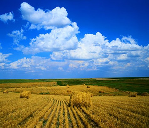 Hay Bales in a Field